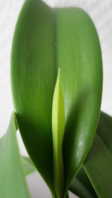 Cattleya Blütenscheide von vorn 22.12.2016.jpg