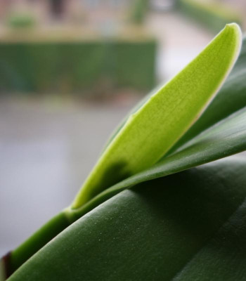 Cattleya Blütenscheide im Gegenlicht 22.12.2016.jpg