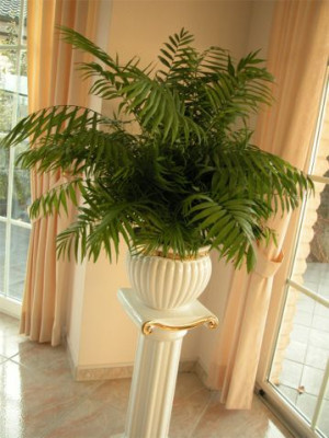 Bergpalme.jpg