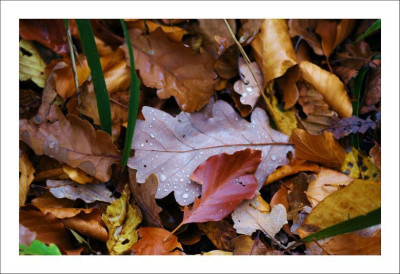 Novemberansichten_3_01-11-2005.jpg