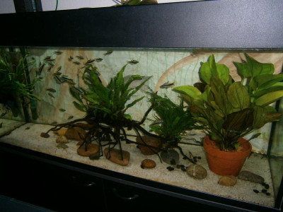 Aquarium 12. 16 003.JPG