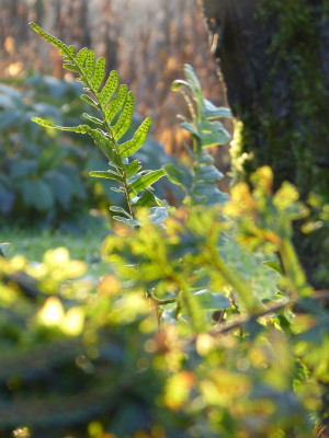 2016-12-23 Gartenimpressionen 2.jpg