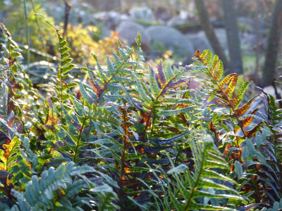 2016-12-23 Gartenimpressionen 1.jpg