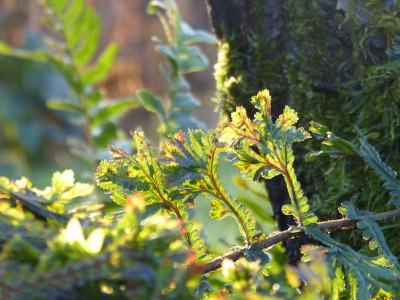 2016-12-23 Gartenimpressionen 3.jpg