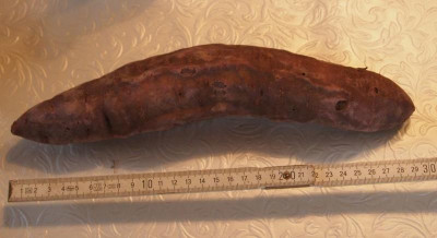 violett ipomea-ax.jpg