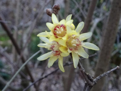 Chimonanthus praecox Dezember 2016.JPG