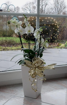Weihnachtsphalaenopsen1 - 24,12,2016.jpg
