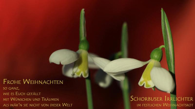 Frohe Weihnacht.jpg