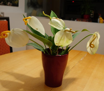 Anthurium-Limonetti.16-1.jpg