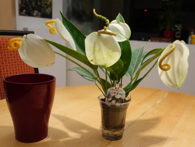 Anthurium-Limonetti.16-2.jpg