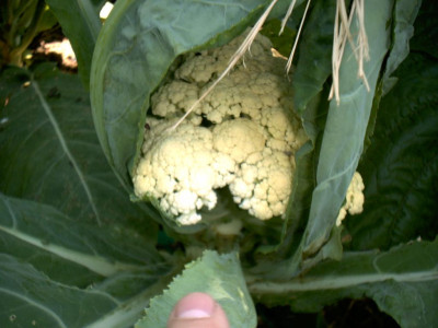 blumenkohl_1024.jpg