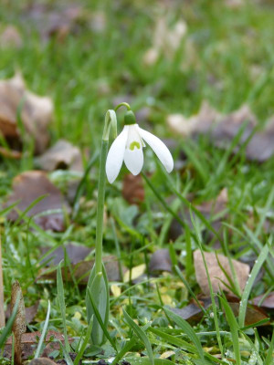 2016-12-26 Galanthus elwesii 2.jpg