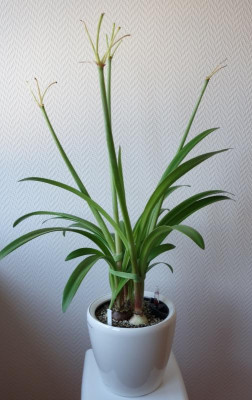 Amaryllis umgetopft  26. 12. 2016.jpg