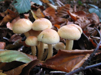 PILZ_FR_0311.jpg