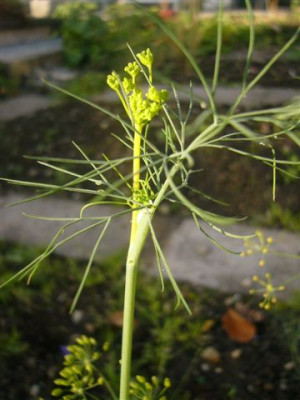 Dill_1.JPG