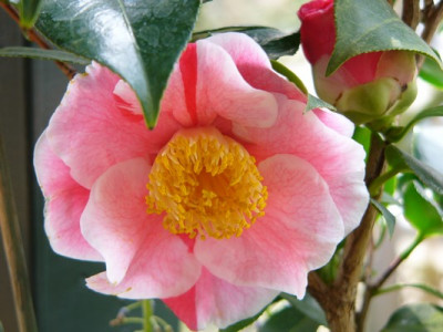 Garten_191.jpg