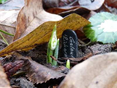 2016-12-28 Galanthus 'Richard Ayres'.jpg