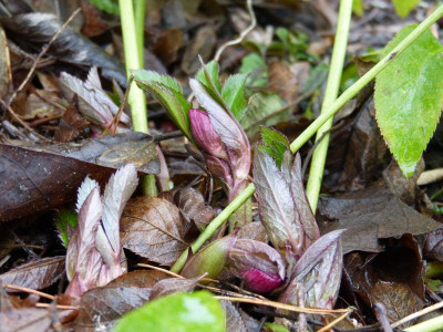 2016-12-28 Helleborus 'Roter Januar'.jpg