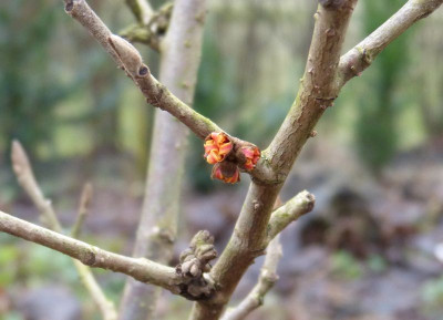 2016-12-28 Hamamelis 'Harry'.jpg