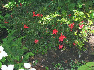 Rhododendron_nakaharae.jpg