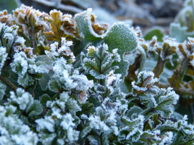 2016-12-30 Gartenimpressionen 2.jpg