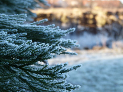 2016-12-30 Gartenimpressionen 3.jpg