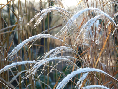 2016-12-30 Gartenimpressionen 4.jpg