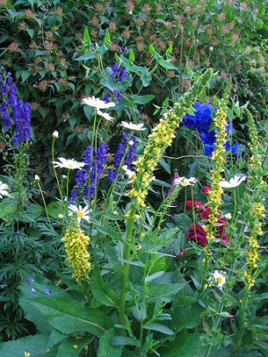 Verbascum_nigrum.jpg