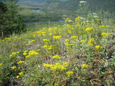 Mongolei_2006 349.jpg