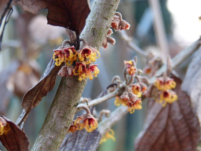 2017-01-01 Hamamelis 3.jpg