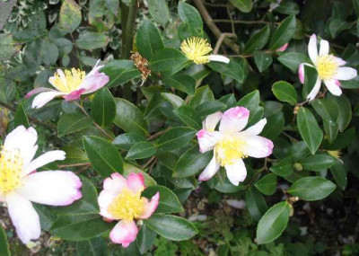 6.11.06._Camellia_sasanqua_Rainbow_001.JPG