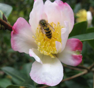 6.11.06._Camellia_sasanqua_Rainbow__006.JPG