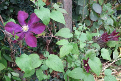 6.11.06._Clematis_Nike_009.JPG