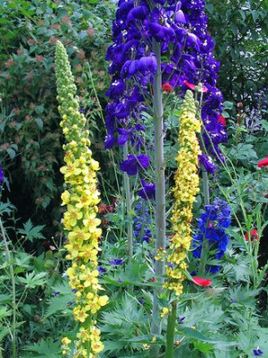 Verbascum_nigrum_3.jpg