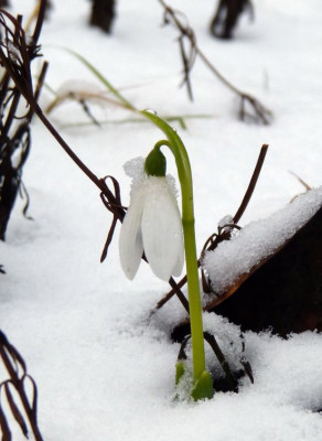 2017-01-02 Gartenimpressionen 1.jpg
