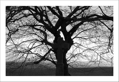 Baum_Badewald_1_sw_20-11-2005.jpg