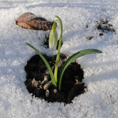 GidW - GRÜNER FRÜHAUFSTEHER.jpg