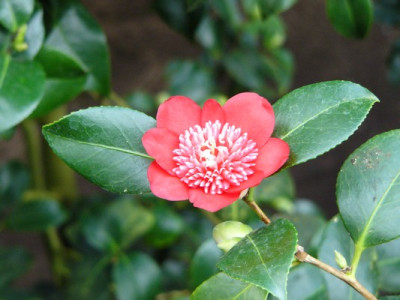 Garten_262.jpg