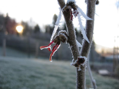 12_2016 Hamamelis Rauhreif.jpg