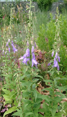 07030002_Adenophora_species.JPG
