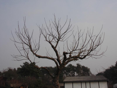DSCI0193.JPG