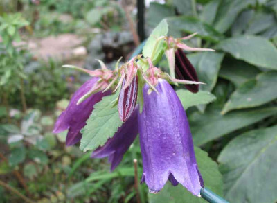 6.11.06._Campanula_Sarastro__007.JPG