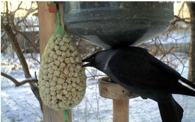 Vogelfütterung1.jpg