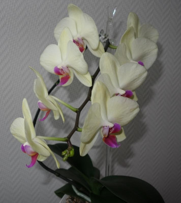 Phalaenopsis Nr. 4 - 4.1.2017.jpg