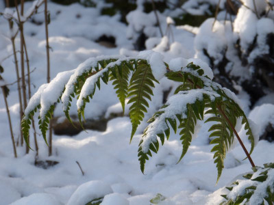 2017-01-05 Gartenimpressionen 4.jpg