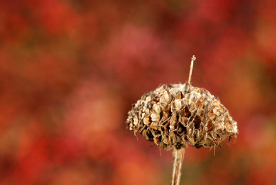 Phlomis-in-rot.jpg