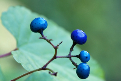 Ampelopsis-Nov-2006.jpg