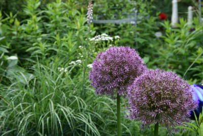 Allium0416.JPG