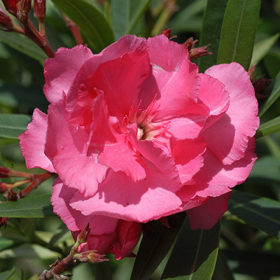 oleandersonne_5944.jpg
