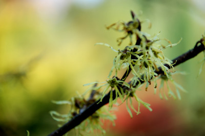 Hamamelis-virginica-k.jpg